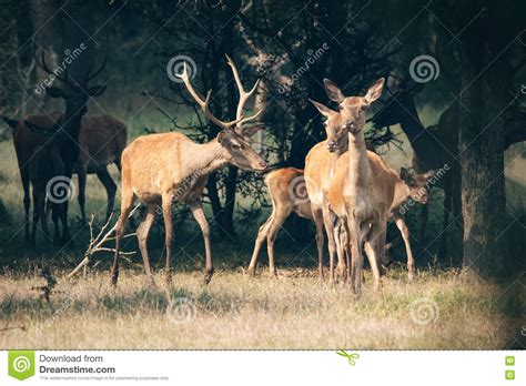 Red Deer In Mating Season Stock Image Image Of Hoge 78253383