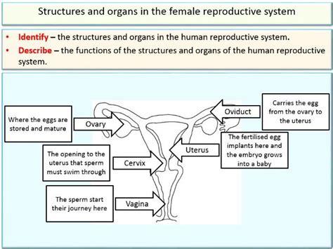 Reproduction Reproductive Organs And Gametes For Ks And Ks Biology