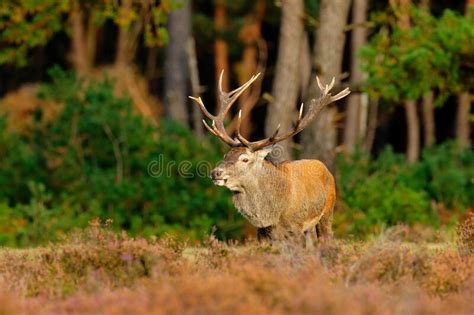 Red Deer Rutting Season Netherlands Big Animal In Forest Habitat