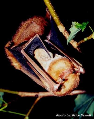 Eastern Red Bat Information Provided By The Tennessee Wildlife