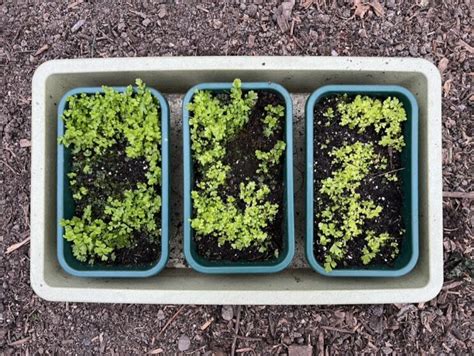 How To Grow Ferns From Spores Jack Wallington Garden Design Ltd