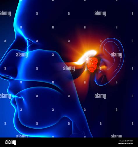 Adénoïdes Ear Anatomie Humaine Photo Stock Alamy