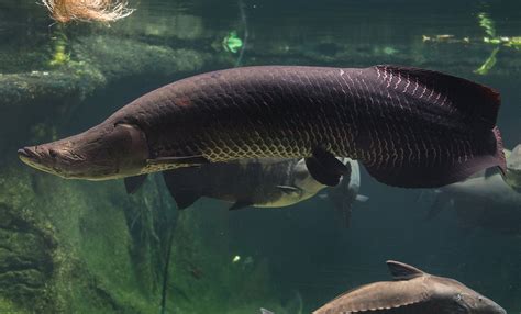 Arapaima Smithsonians National Zoo