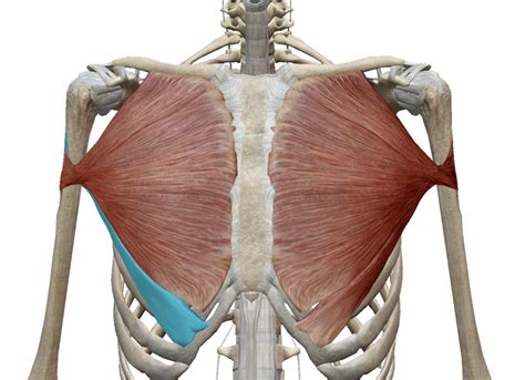 筋トレ技術向上｜大胸筋の機能解剖を解説！ 理学療法士｜ふじけんブログ