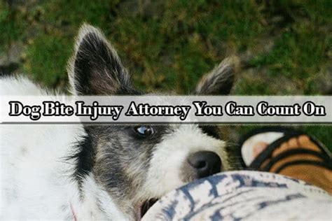 Dog Bite Injury Attorney You Can Count On