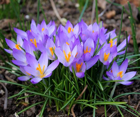 Free Images Purple Petal Botany Flora Wildflower Easter Crocus
