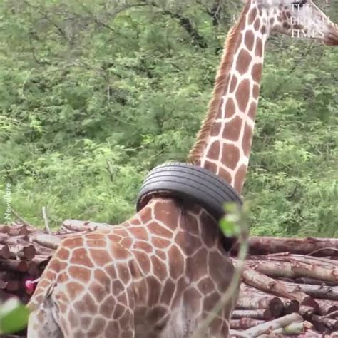 the epoch times wildlife officials remove tire stuck around giraffe s neck in kenya