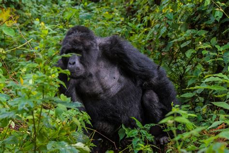 The Ultimate Guide To Gorilla Trekking From Burundi 2024 Updates