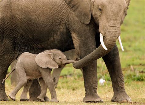 76 Baby Elephants That Will Instantly Make You Smile