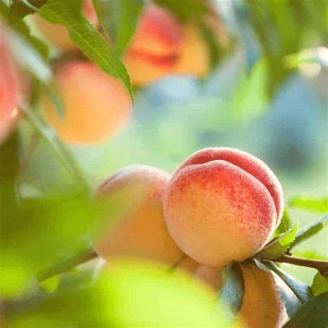 The first thing you have to do is choose a peach pit that will germinate and produce a tree suitable for your area. Contender Peach Tree Zone Zones 4-7 | Winter Cove Farm