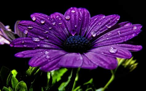 Nature Flowers Purple Purple Flowers Macro Closeup Water Drops Wallpapers Hd Desktop And
