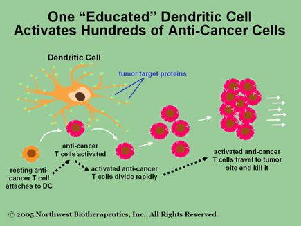When dcs activate cancer immunotherapy. Northwest Biotherapeutics, Inc. - Dendritic Cell ...
