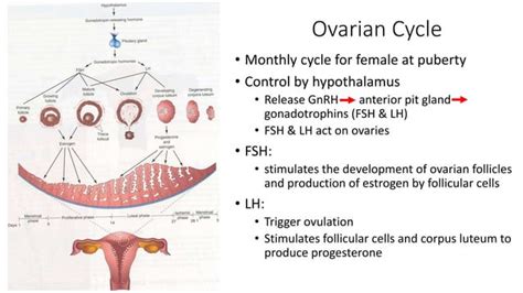 Ovulation Fertilization Implantation 1 St Week