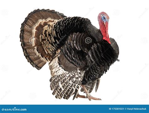 bronze turkey isolated on a white background stock image image of blue feet 175301021