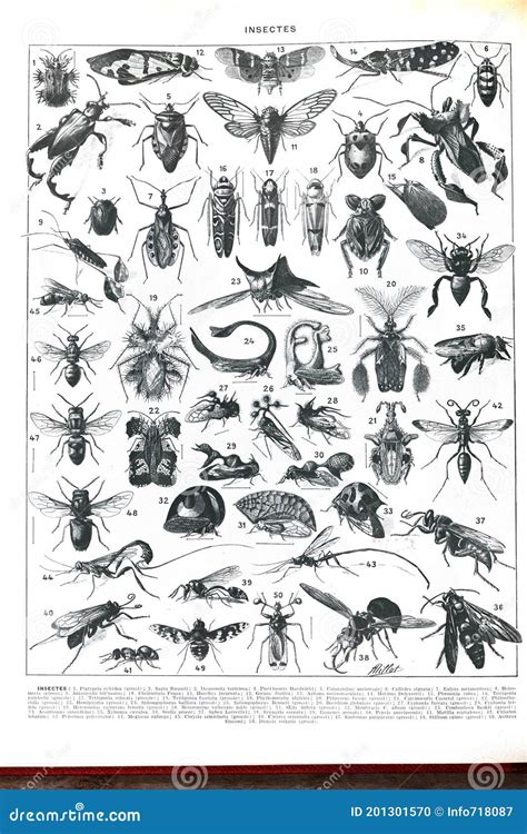 Vintage Collection Of Different Insects Hand Drawn Antique Engraved