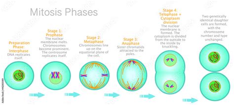 Obraz Stages Of Mitosis Phases Cell Division Diagram Anaphase