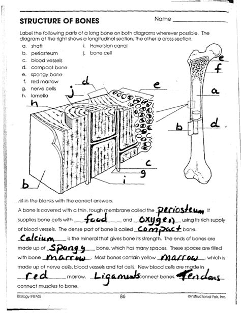 The interior of each of the long bones of the limbs presents a cylindrical cavity filled with marrow and lined the marrow in the body of a long bone is supplied by one large artery (or sometimes more) minute anatomy.—a transverse section of dense bone may be cut with a saw and ground down until. I 'jiL~onnect bones.
