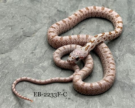 Hypo Bairds Rat Snake By The Captive Bred Studio Inc Morphmarket