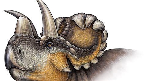New Dinosaur With A Striking Nose Wendiceratops Cnn