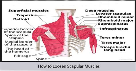 How To Loosen Scapular Muscles Shoulder Muscles Shoulder Anatomy