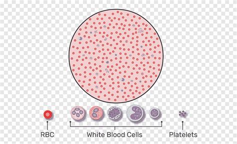 Red Blood Cell Complete Blood Count White Blood Cell Platelet A Drop