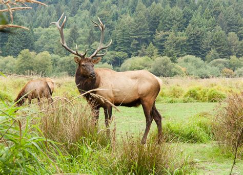 Native american tribes hold the elk, wapiti (shawnee and cree) or heȟáka (lakota), in high esteem and consider him a relative—a relative who brings strength, endurance, and patience. Elk - Wild Animals News & Facts by World Animal Foundation