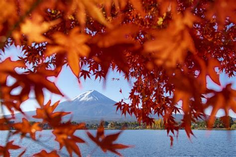 Mount Fuji And Red Maple At Kawaguchiko Lake Japan In Autumn Stock