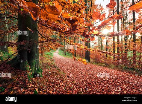 Autumn Forest Nature Park Augsburg Western Forests Bavaria Germany