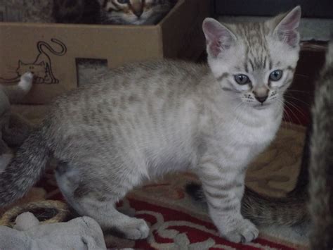 Kitten prices will vary according to the current demand. snow bengal and brown spotted 3/4 bengal kittens | Market ...