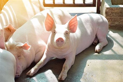 Large White Pig Breed All You Need To Know About This Bacon Producer