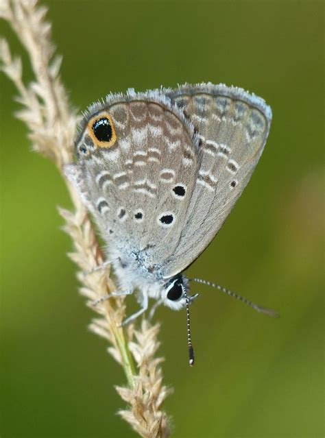 Ceraunus Blue Hemiargus Ceraunus Beautiful Butterflies Fern Forest