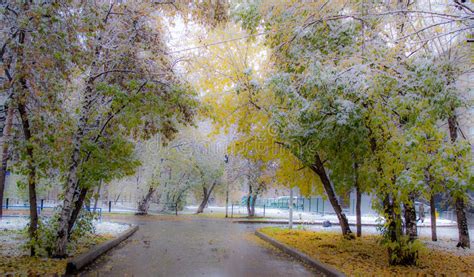 First Snow In Autumn Park Soft Photo Stock Image Image Of Natural