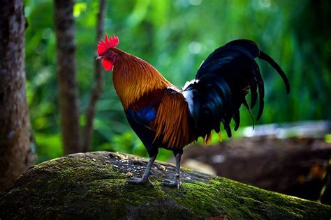 37 Best Jungle Fowl Images On Pinterest Poultry Roosters And