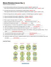 A Meiosis Worksheet Answer Key Pdf Meiosis Hot Sex Picture
