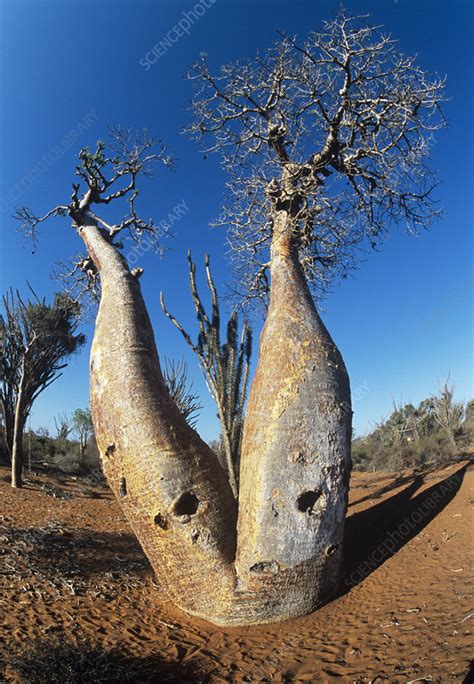 Baobab Tree Adansonia Grandidieri Stock Image B6010477 Science