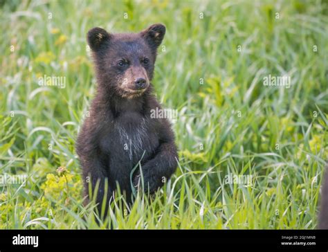 Black Bear Cub In Spring Stock Photo Alamy