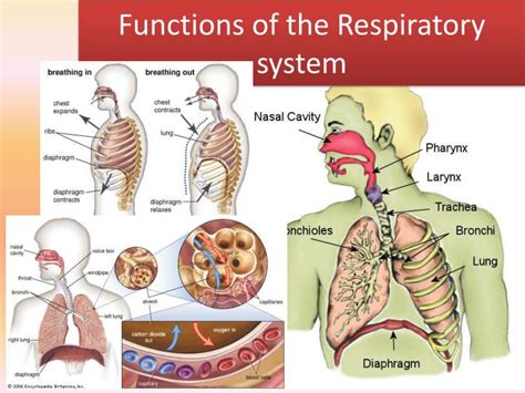 Ppt Functions Of The Respiratory System Powerpoint Presentation Free Download Id2867092