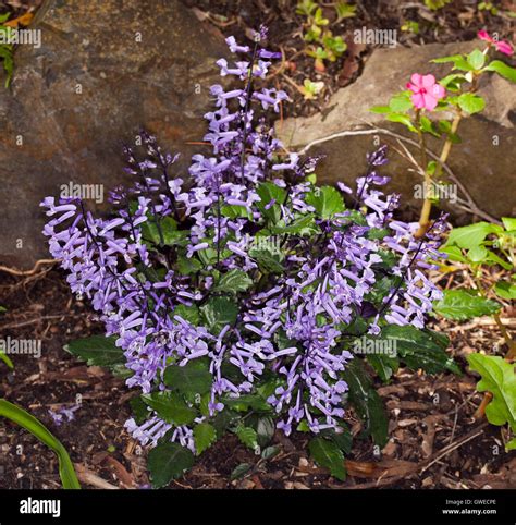 Home And Living Plants White And Purple Flower Clusters With Greens Spike