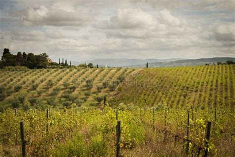 Vineyards And Olive Groves In Tuscany Stock Image Image Of Landscape