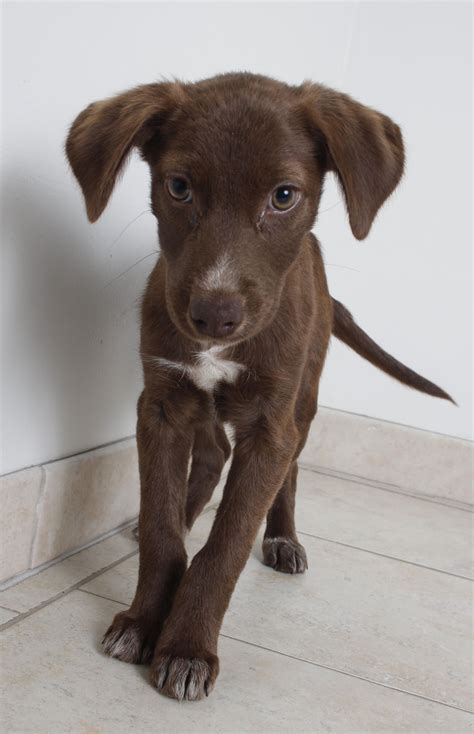 The german shorthaired pointer is a noble dog that comes from a hunting background. German Shorthaired Lab dog for Adoption in Eden Prairie, MN. ADN-651386 on PuppyFinder.com ...