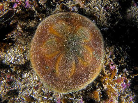 The Pleasantly Plump Sand Dollar Urchin Featured Creature