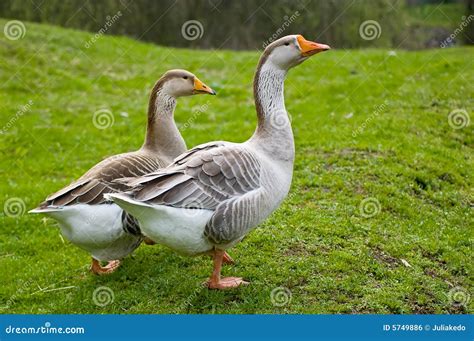 Geese In The Garden Stock Photo Image Of Feathers Fluffy 5749886