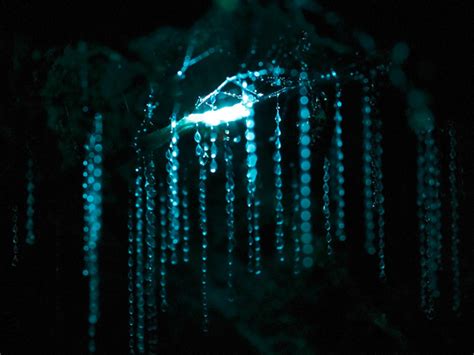 Paul Nguyen Photography New Zealand Glow Worm