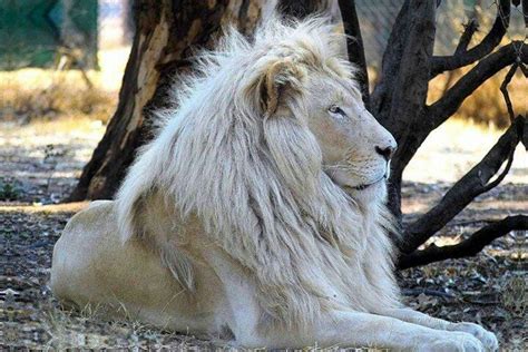 White Lion Lion Images Rare Animals Albino Animals