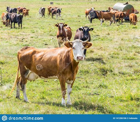 Cows Grazing In A Meadow On A Bright Sunny Day Stock Photo Image Of Brown Food