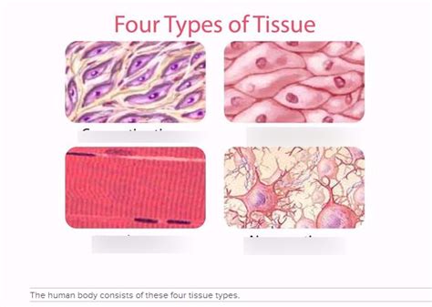 Four Types Of Tissues Diagram Quizlet