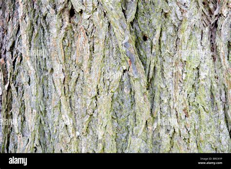 A Close Up Of The Bark Of A Tree Stock Photo Alamy