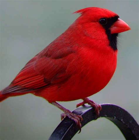 Northern Cardinal Male Cardinal Birds Beautiful Birds Pet Birds