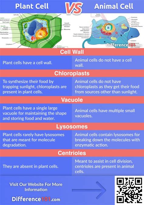Plant Cell Vs Animal Cell 5 Key Differences Difference 101