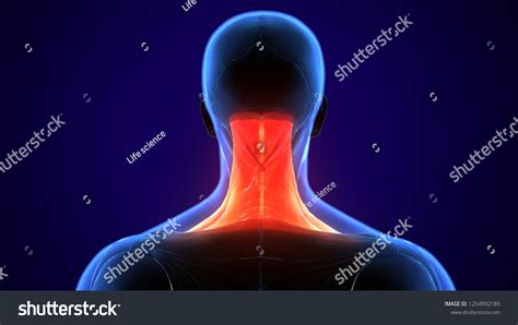 3d Illustration Human Neck Muscle Anatomy Stock Illustration 1254992185